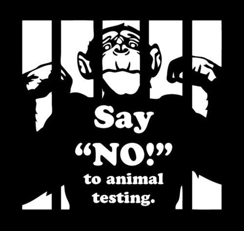 00e828ff8b1971df452670e4043cfd08--stop-animal-testing-siamese-cats.jpg